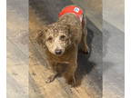 Poodle (Miniature) DOG FOR ADOPTION RGADN-1386346 - Furby - Poodle (Miniature)