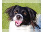 Border Collie-French Brittany Spaniel Mix DOG FOR ADOPTION RGADN-1386348 -