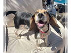 Beagle DOG FOR ADOPTION RGADN-1386350 - Rose Gold - Beagle Dog For Adoption
