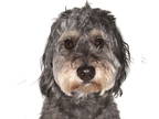 Aussiedoodle DOG FOR ADOPTION RGADN-1386351 - Rusty - Australian Shepherd /