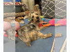 Silky Terrier DOG FOR ADOPTION RGADN-1386365 - Griddy - Silky Terrier (medium