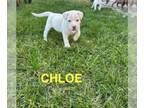 Shepradors DOG FOR ADOPTION RGADN-1386368 - Chloe - German Shepherd Dog /