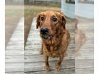 Golden Retriever DOG FOR ADOPTION RGADN-1386375 - Nala Golden - Golden Retriever