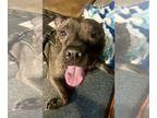 Staffordshire Bull Terrier DOG FOR ADOPTION RGADN-1386389 - Lilly G -