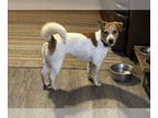 Cojack DOG FOR ADOPTION RGADN-1386390 - Taffy - Corgi / Jack Russell Terrier /
