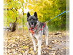 Norwegian Elkhound DOG FOR ADOPTION RGADN-1386391 - Viking - Norwegian Elkhound