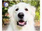 Great Pyrenees DOG FOR ADOPTION RGADN-1386400 - Lance - Great Pyrenees (long