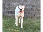 Boxer DOG FOR ADOPTION RGADN-1386402 - Misun - Boxer (short coat) Dog For