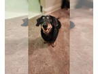 Dachshund DOG FOR ADOPTION RGADN-1386407 - President Long Leg - Dachshund (short