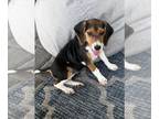 Beagle DOG FOR ADOPTION RGADN-1386408 - Elizabeth - Beagle Dog For Adoption