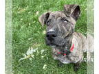 American Pit Bull Terrier-Great Dane Mix DOG FOR ADOPTION RGADN-1386411 - Stix -