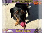 Dachshund DOG FOR ADOPTION RGADN-1386417 - Kiara Clare - Dachshund (short coat)