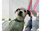Pointer DOG FOR ADOPTION RGADN-1386424 - Dr. Pepper *FH - Pointer / Labrador