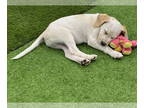 Pointer DOG FOR ADOPTION RGADN-1386425 - La Croix *FH - Pointer / Labrador