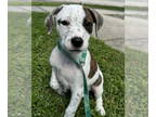 Pointer DOG FOR ADOPTION RGADN-1386426 - Mountain Dew *FH - Pointer / Labrador