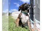 Pointer DOG FOR ADOPTION RGADN-1386427 - A&W *FH - Pointer / Labrador Retriever