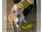 Pointer DOG FOR ADOPTION RGADN-1386428 - Canada Dry *FH - Pointer / Labrador