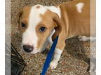 Pointer DOG FOR ADOPTION RGADN-1386429 - OLIPOP *FH - Pointer / Labrador