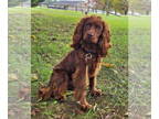 Cockapoo DOG FOR ADOPTION RGADN-1386434 - Snoop - Cockapoo (medium coat) Dog For