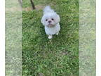 Shih Tzu DOG FOR ADOPTION RGADN-1386435 - Leo - Shih Tzu Dog For Adoption