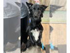 Borador DOG FOR ADOPTION RGADN-1386440 - Moore - Border Collie / Labrador