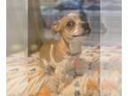 Basset Hound-Jack Russell Terrier Mix DOG FOR ADOPTION RGADN-1386441 - Elvis -