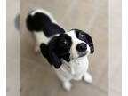Jack Russell Terrier Mix DOG FOR ADOPTION RGADN-1386442 - Spotty Dotty - Jack