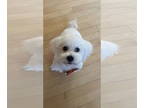 Bichon Frise DOG FOR ADOPTION RGADN-1386445 - Monroe - Bichon Frise (medium