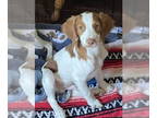 Brittany DOG FOR ADOPTION RGADN-1386450 - UT/Whiskey River - Brittany (short
