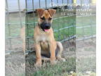 Black Mouth Cur Mix DOG FOR ADOPTION RGADN-1386454 - Cheyenne - Black Mouth Cur