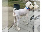 Poodle (Standard) Mix DOG FOR ADOPTION RGADN-1386456 - Hamilton - Poodle