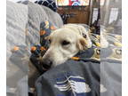 Golden Retriever DOG FOR ADOPTION RGADN-1386467 - Lilly - Golden Retriever (long