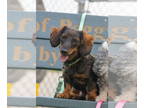 Dachshund DOG FOR ADOPTION RGADN-1386470 - Yoda - Dachshund (medium coat) Dog