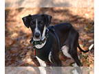 Italian Greyhound DOG FOR ADOPTION RGADN-1386471 - Isaac - Italian Greyhound