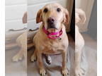 Labrador Retriever DOG FOR ADOPTION RGADN-1386474 - Tessie - Labrador Retriever