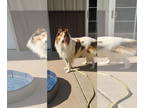 Collie DOG FOR ADOPTION RGADN-1386482 - Austin - Collie (medium coat) Dog For