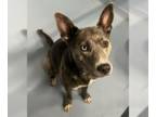 Huskies -Labrador Retriever Mix DOG FOR ADOPTION RGADN-1386485 - Georgina aka