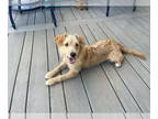 Dachshund Mix DOG FOR ADOPTION RGADN-1386487 - Zion - Dachshund / Terrier /