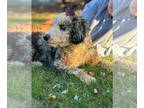 Miniature Bernedoodle DOG FOR ADOPTION RGADN-1386489 - Bluey - Bernese Mountain