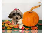 Havaton DOG FOR ADOPTION RGADN-1386493 - Dolly Lynn - Havanese / Coton de Tulear