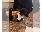 Havaton DOG FOR ADOPTION RGADN-1386494 - Eloise Jane - Havanese / Coton de
