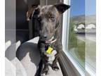 Dachshund Mix DOG FOR ADOPTION RGADN-1386501 - Louboutin - Dachshund / Mixed