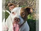American Pit Bull Terrier DOG FOR ADOPTION RGADN-1386511 - Lilo - American Pit
