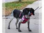 Beagle DOG FOR ADOPTION RGADN-1386514 - Zuri - Beagle Dog For Adoption