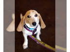 Beagle DOG FOR ADOPTION RGADN-1386515 - Zola - Beagle (short coat) Dog For