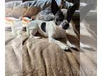 Rat-Cha DOG FOR ADOPTION RGADN-1386523 - Cloudy *Arriving 11/2* - Rat Terrier /