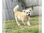 Norwich Terrier Mix DOG FOR ADOPTION RGADN-1386526 - Morgan - Norwich Terrier /
