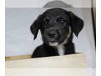 Boxer-Great Pyrenees Mix DOG FOR ADOPTION RGADN-1386532 - Eugene *Arriving 11/2*
