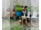 Parson Russell Terrier Mix DOG FOR ADOPTION RGADN-1386535 - Rusty - Parson
