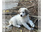 German Shepherd Dog-Great Pyrenees Mix DOG FOR ADOPTION RGADN-1386550 - James T